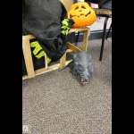 Children's Halloween Party photos