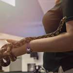 Little Ray's Reptiles photos