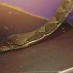 Little Ray's Reptiles photos