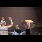 Smash Wrestling photos